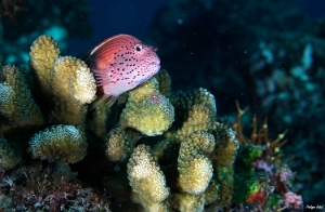 Maldives 2021 - Poisson-faucon de Forster - Freckled hawkfish - Paracirrhites forsteri - DSC00167_rc